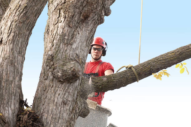 Pest Control for Lawns in Key Biscayne, FL